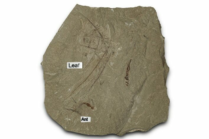 Fossil Ant and Leaf Plate - Green River Formation #356676